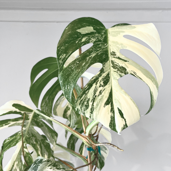 Monstera Albo Variegata Plant 24 | Rare Variegated Swiss Cheese Plant for Indoor Spaces - Image 3