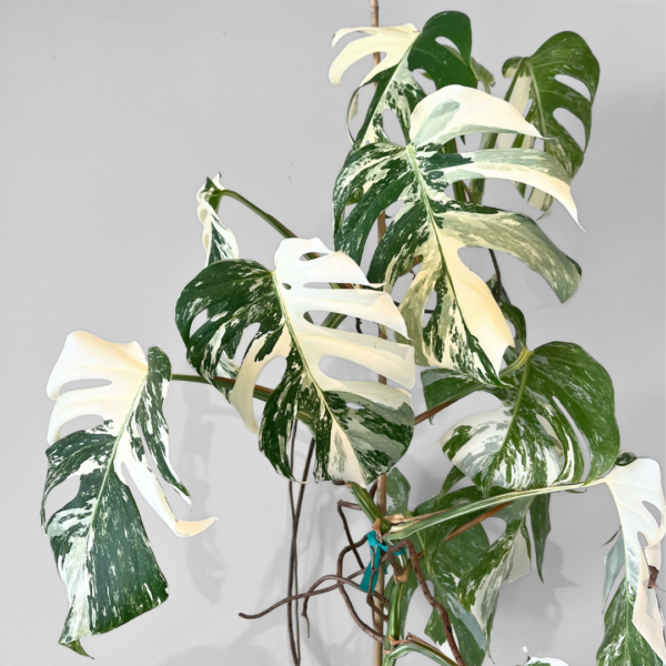 Monstera Albo Variegata Plant 24 | Rare Variegated Swiss Cheese Plant for Indoor Spaces - Image 6