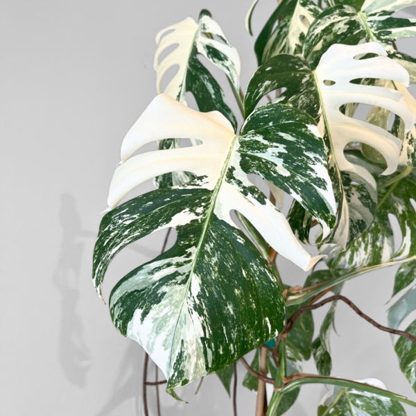 Monstera Albo Variegata Plant 24 | Rare Variegated Swiss Cheese Plant for Indoor Spaces - Image 4