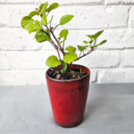 Plectranthus ‘Money’ Plant in Glazed Ceramic Pot - 3 colours