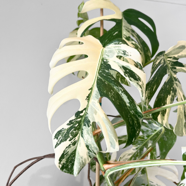 Monstera Albo Variegata Plant 24 | Rare Variegated Swiss Cheese Plant for Indoor Spaces - Image 5