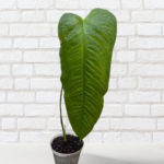 Anthurium Lineolatum – Rare Narrow-Leaf Collector Anthurium