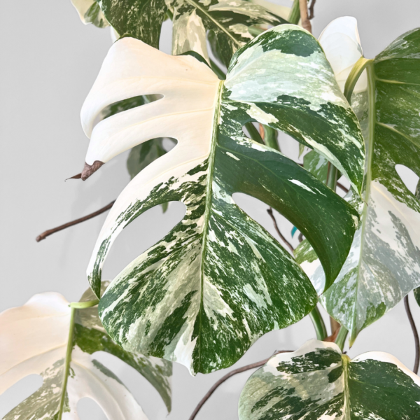 Monstera Albo Variegata Plant 24 | Rare Variegated Swiss Cheese Plant for Indoor Spaces - Image 7