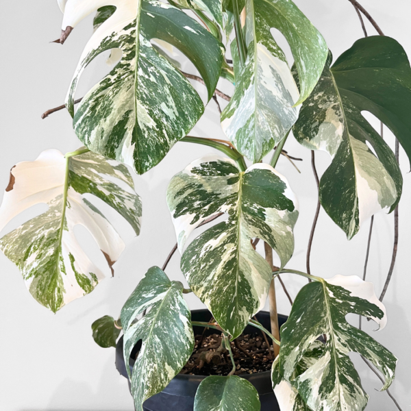 Monstera Albo Variegata Plant 24 | Rare Variegated Swiss Cheese Plant for Indoor Spaces - Image 8