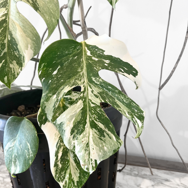 Monstera Albo Variegata Plant 24 | Rare Variegated Swiss Cheese Plant for Indoor Spaces - Image 9