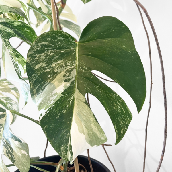 Monstera Albo Variegata Plant 24 | Rare Variegated Swiss Cheese Plant for Indoor Spaces - Image 10