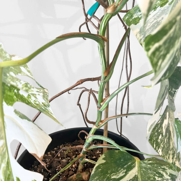 Monstera Albo Variegata Plant 24 | Rare Variegated Swiss Cheese Plant for Indoor Spaces - Image 11