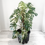 Monstera Albo Variegata indoor plant with white variegated fenestrated leaves in nursery pot