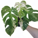 Monstera Borsigiana Albo Variegata – White Variegated Climbing Monstera (Plant 2)