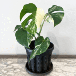 Monstera Albo Variegata indoor plant with white variegated fenestrated leaves in nursery pot