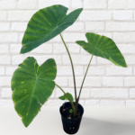 Colocasia ‘Limeade’ – Bright Chartreuse Elephant Ear Plant