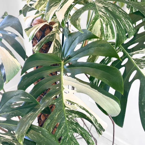Monstera Albo Variegata Plant 25 | Rare Variegated Swiss Cheese Plant for Indoor Spaces - Image 7