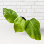 Monstera Deliciosa – Reverted Variegation Green Form