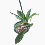 Hoya Pubicalyx Royal Hawaiian Purple