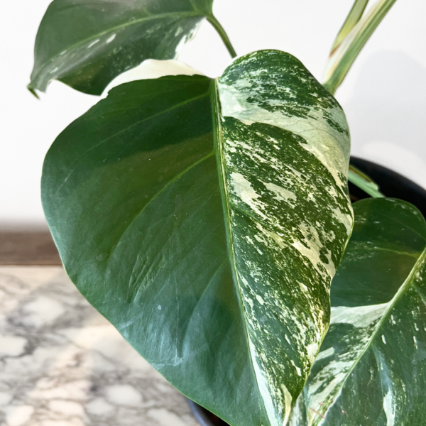Monstera Albo Variegata Plant 19 | Rare Variegated Swiss Cheese Plant for Indoor Spaces - Image 4