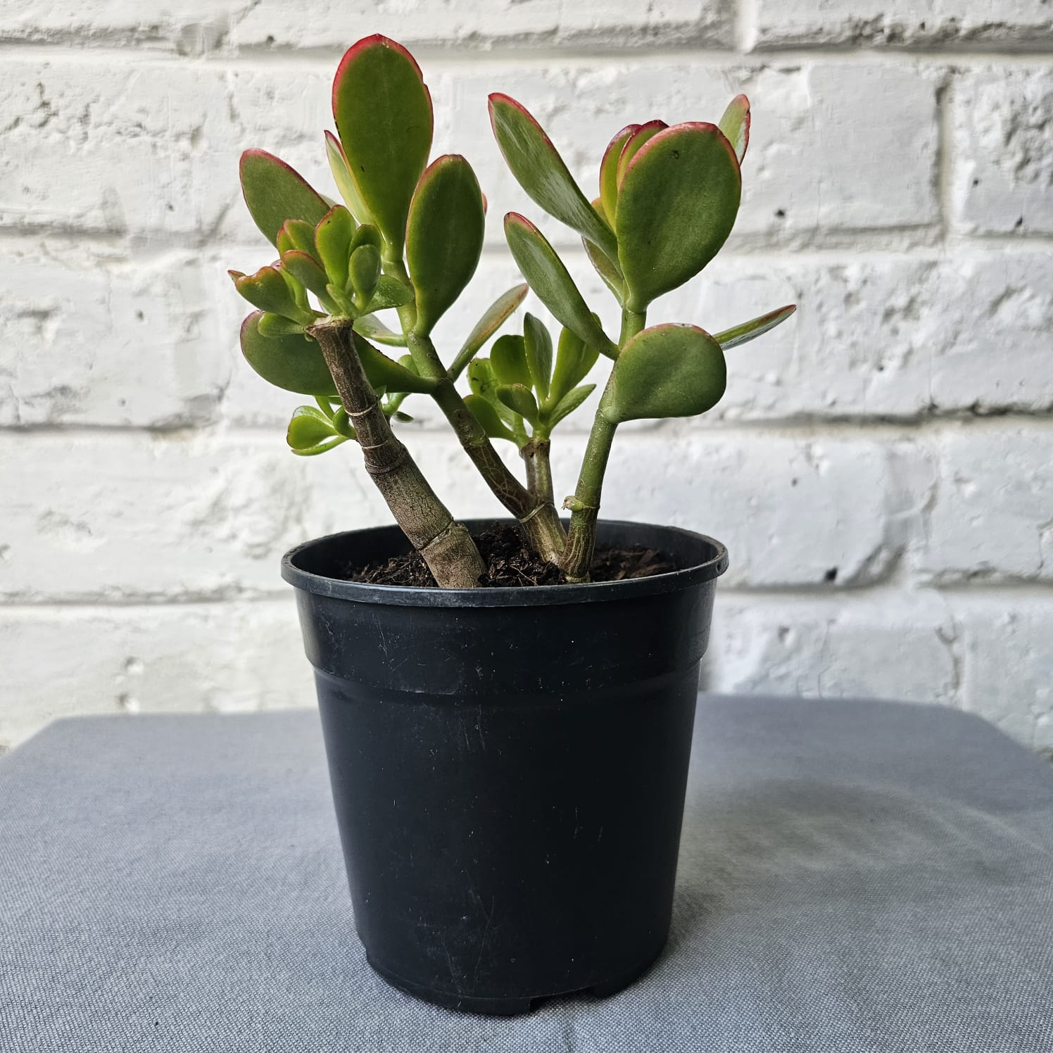 Front view silver jade