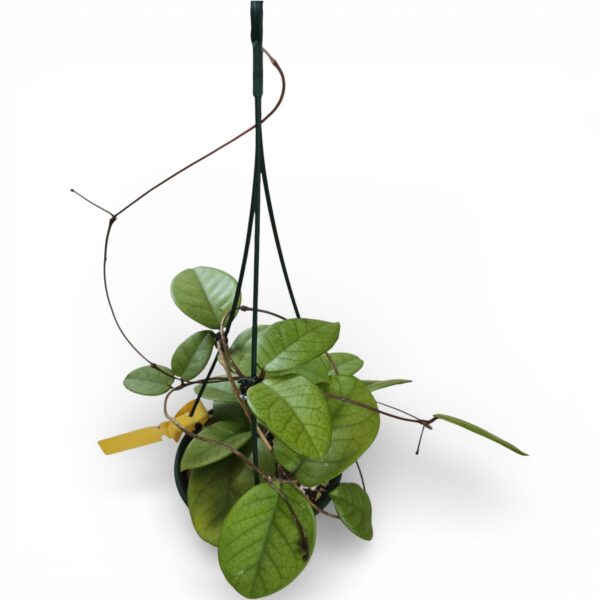 Hoya Australis – Easy‑Care Wax Plant with Glossy Leaves & Fragrant Blooms - Image 3