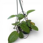 Hoya Australis – Easy‑Care Wax Plant with Glossy Leaves & Fragrant Blooms