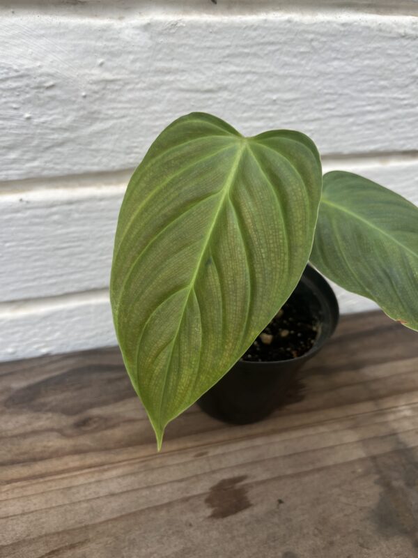 Philodendron Fuzzy Petiole | Rare Textured Stem Collector Indoor Plant - Image 2
