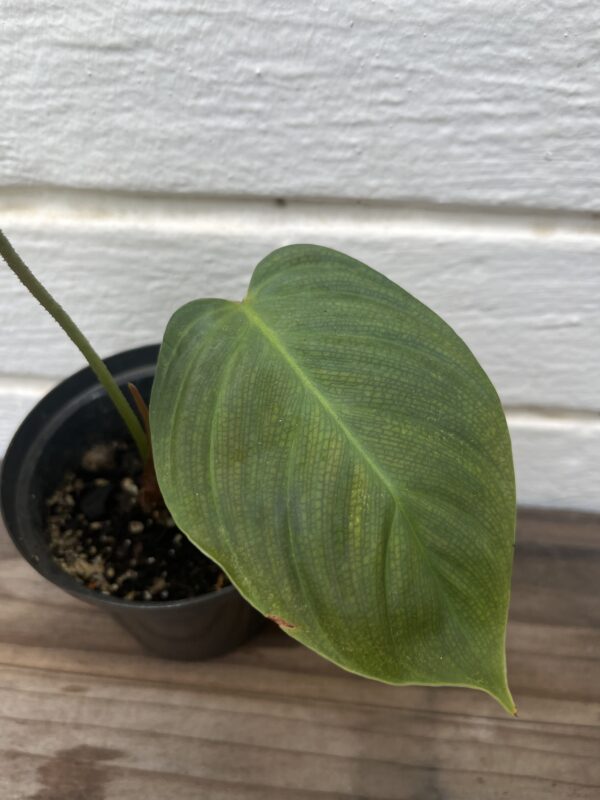 Philodendron Fuzzy Petiole | Rare Textured Stem Collector Indoor Plant - Image 3