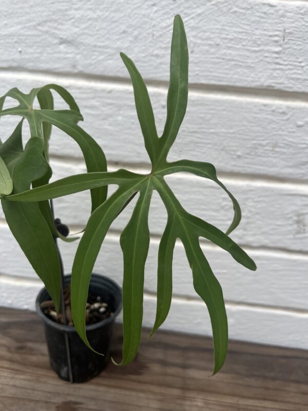 Anthurium Podophyllum – Rare Split-Leaf Collector Anthurium - Image 2