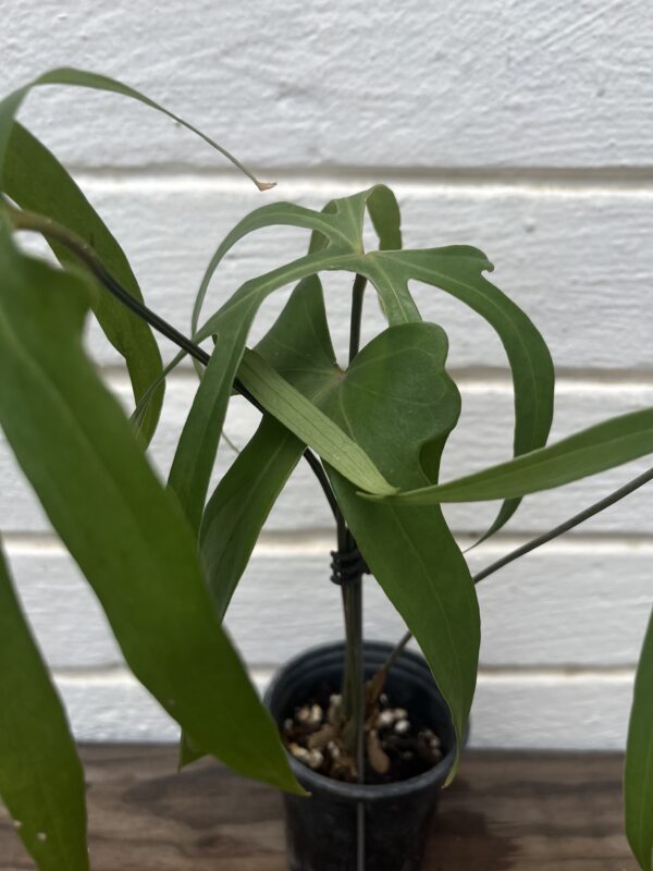 Anthurium Podophyllum – Rare Split-Leaf Collector Anthurium - Image 3