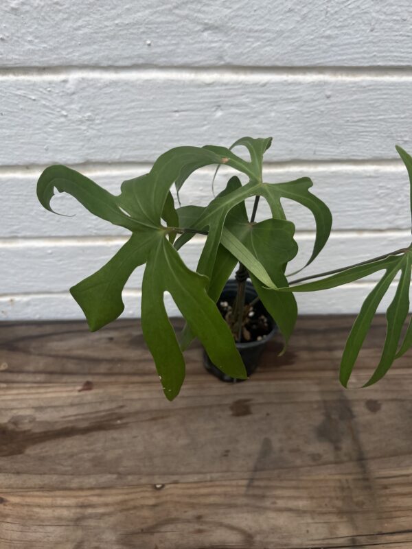 Anthurium Podophyllum – Rare Split-Leaf Collector Anthurium - Image 4