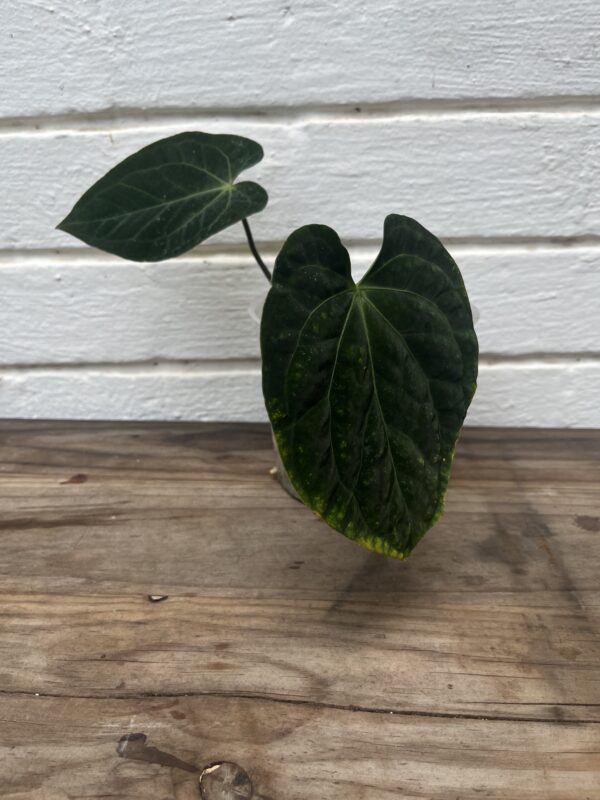 Anthurium Mag Lux × Magnificum – Velvet Leaf Collector Anthurium - Image 3