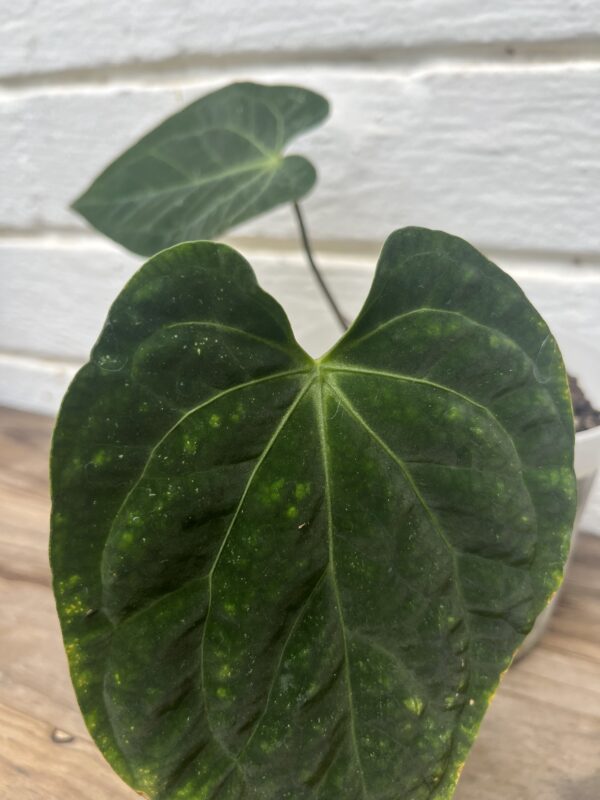 Anthurium Mag Lux × Magnificum – Velvet Leaf Collector Anthurium - Image 4