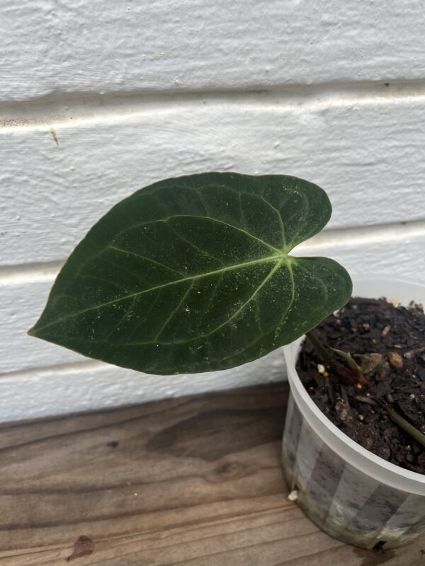 Anthurium Mag Lux × Magnificum – Velvet Leaf Collector Anthurium - Image 2
