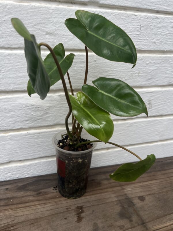 Philodendron Burle Marx Green – Lush Easy - Care Indoor Foliage Plant - Image 2