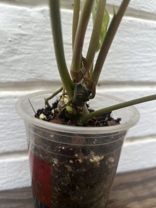 Philodendron Burle Marx Green – Lush Easy - Care Indoor Foliage Plant - Image 3