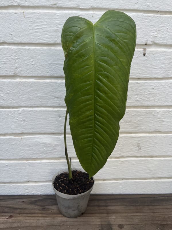 Anthurium Lineolatum – Rare Narrow-Leaf Collector Anthurium - Image 2