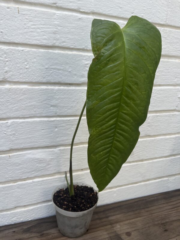 Anthurium Lineolatum – Rare Narrow-Leaf Collector Anthurium - Image 3