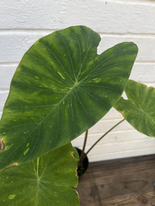 Colocasia ‘Limeade’ – Bright Chartreuse Elephant Ear Plant - Image 5