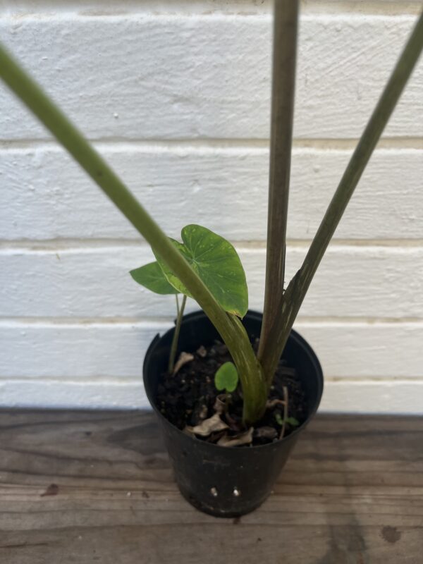 Colocasia ‘Limeade’ – Bright Chartreuse Elephant Ear Plant - Image 2