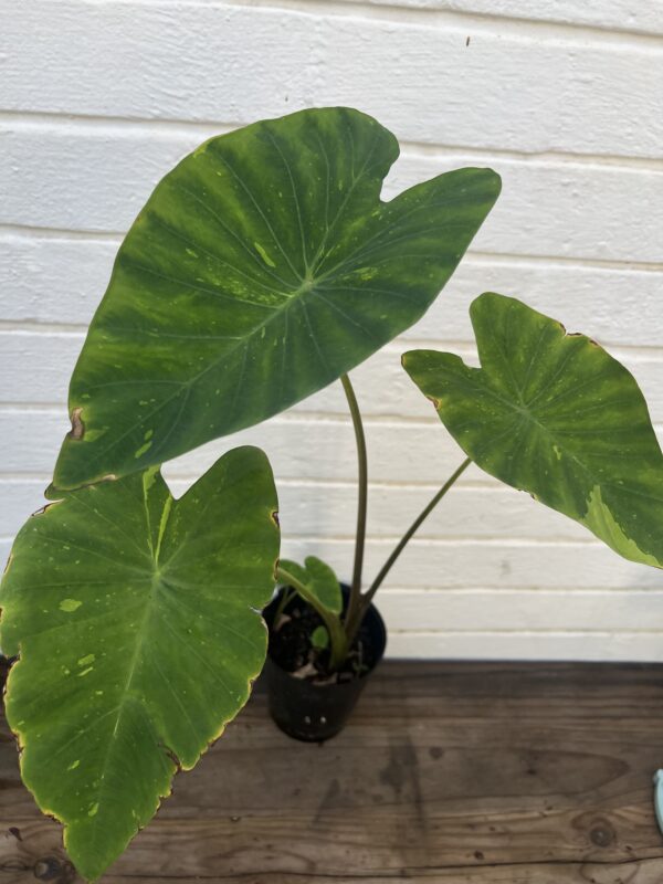Colocasia ‘Limeade’ – Bright Chartreuse Elephant Ear Plant - Image 4