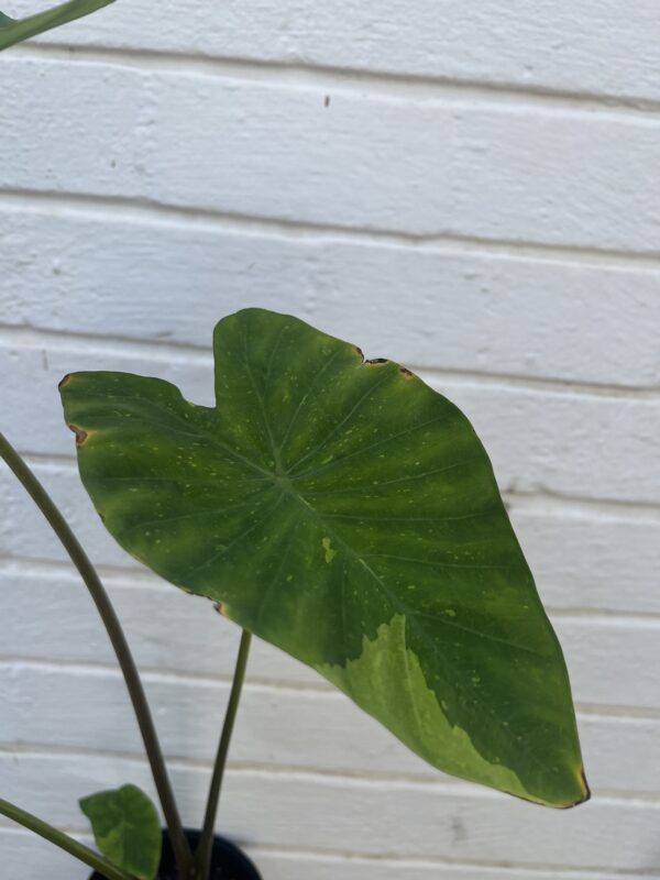 Colocasia ‘Limeade’ – Bright Chartreuse Elephant Ear Plant - Image 3