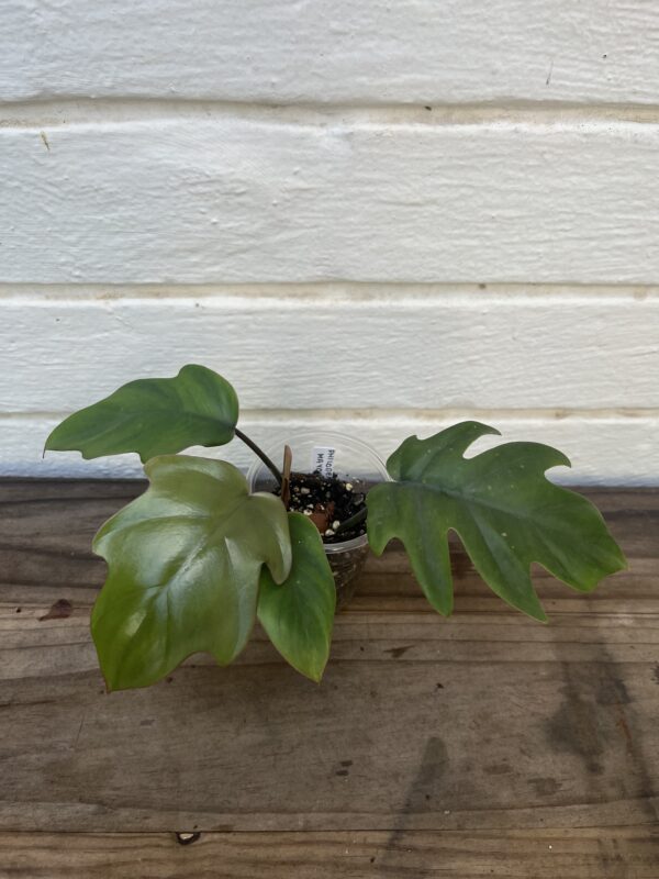 Philodendron Mayoi – Rare Split-Leaf Collector Philodendron - Image 2