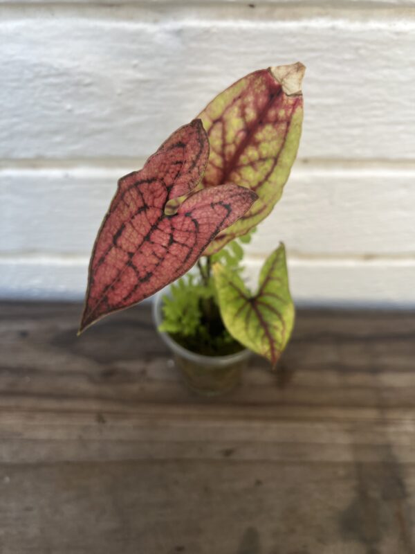 Cyrtosperma Johnstonii – Rare Tropical Aroid Collector Plant - Image 2
