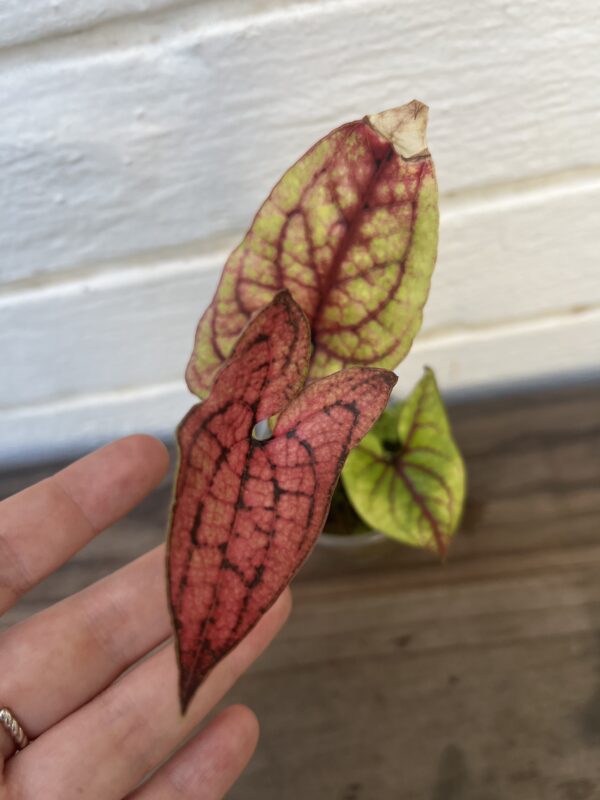 Cyrtosperma Johnstonii – Rare Tropical Aroid Collector Plant - Image 6