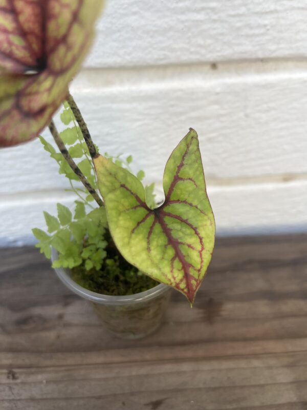 Cyrtosperma Johnstonii – Rare Tropical Aroid Collector Plant - Image 4
