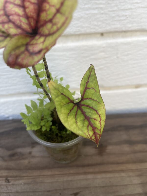 Cyrtosperma Johnstonii – Rare Tropical Aroid Collector Plant - Image 3