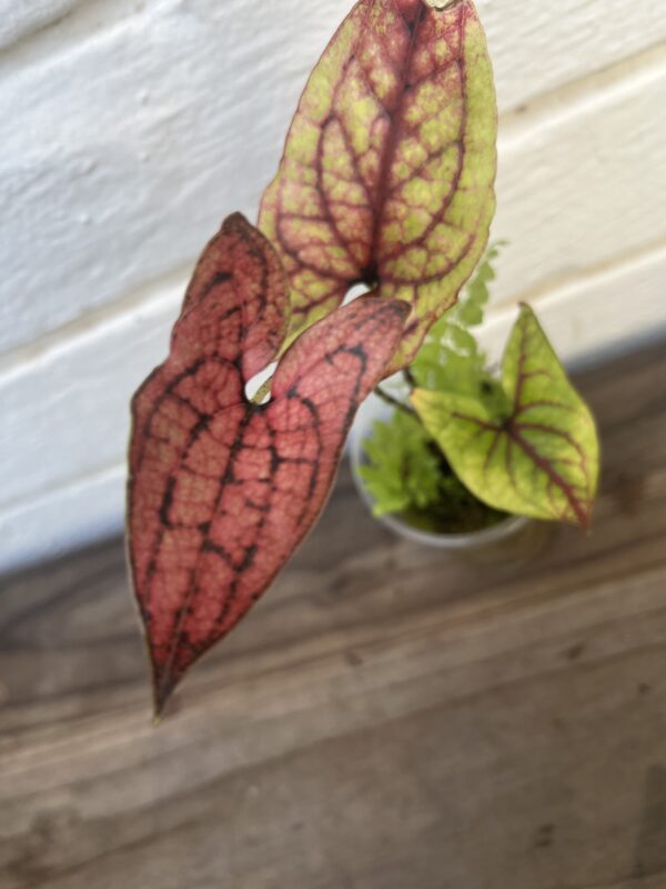 Cyrtosperma Johnstonii – Rare Tropical Aroid Collector Plant - Image 7