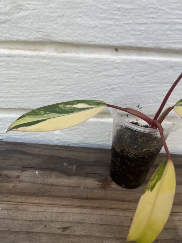 Philodendron Strawberry Shake – Rare Pink Variegated Collector Plant - Image 3