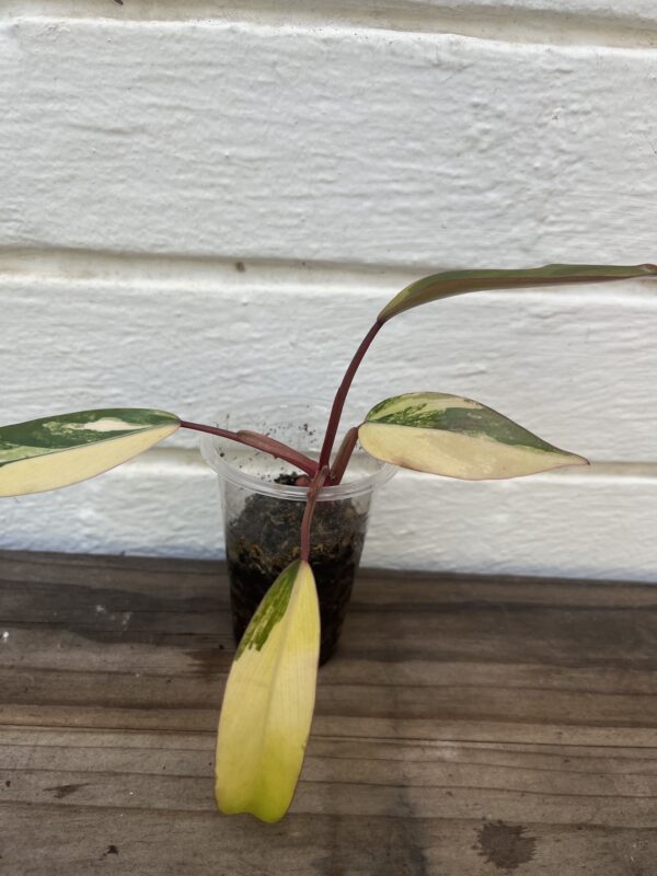 Philodendron Strawberry Shake – Rare Pink Variegated Collector Plant - Image 2