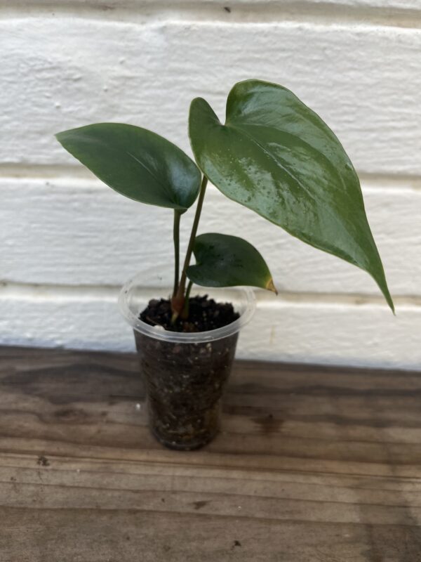 Anthurium Nigrolaminum ‘Gigi’ – Rare Collector Anthurium - Image 2