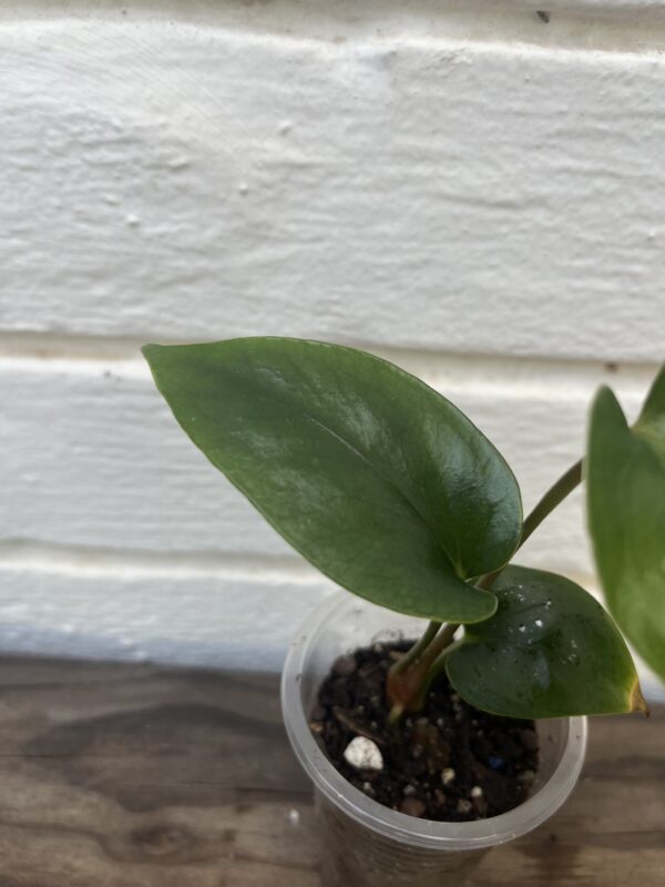 Anthurium Nigrolaminum ‘Gigi’ – Rare Collector Anthurium - Image 3