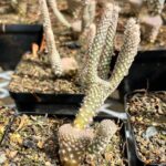 Opuntia rufida | Cinnamon Bunny Ears Cactus – Decorative Succulent