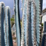 Pilosocereus azureus | Blue Torch Cactus – Rare Architectural Succulent Plant